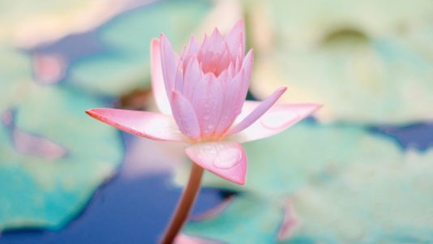 Photo by Saffu on Unsplash