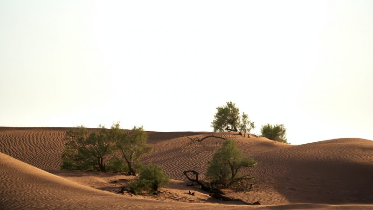 wolfgang-hasselmann-ThKD7gVXWvE-unsplash