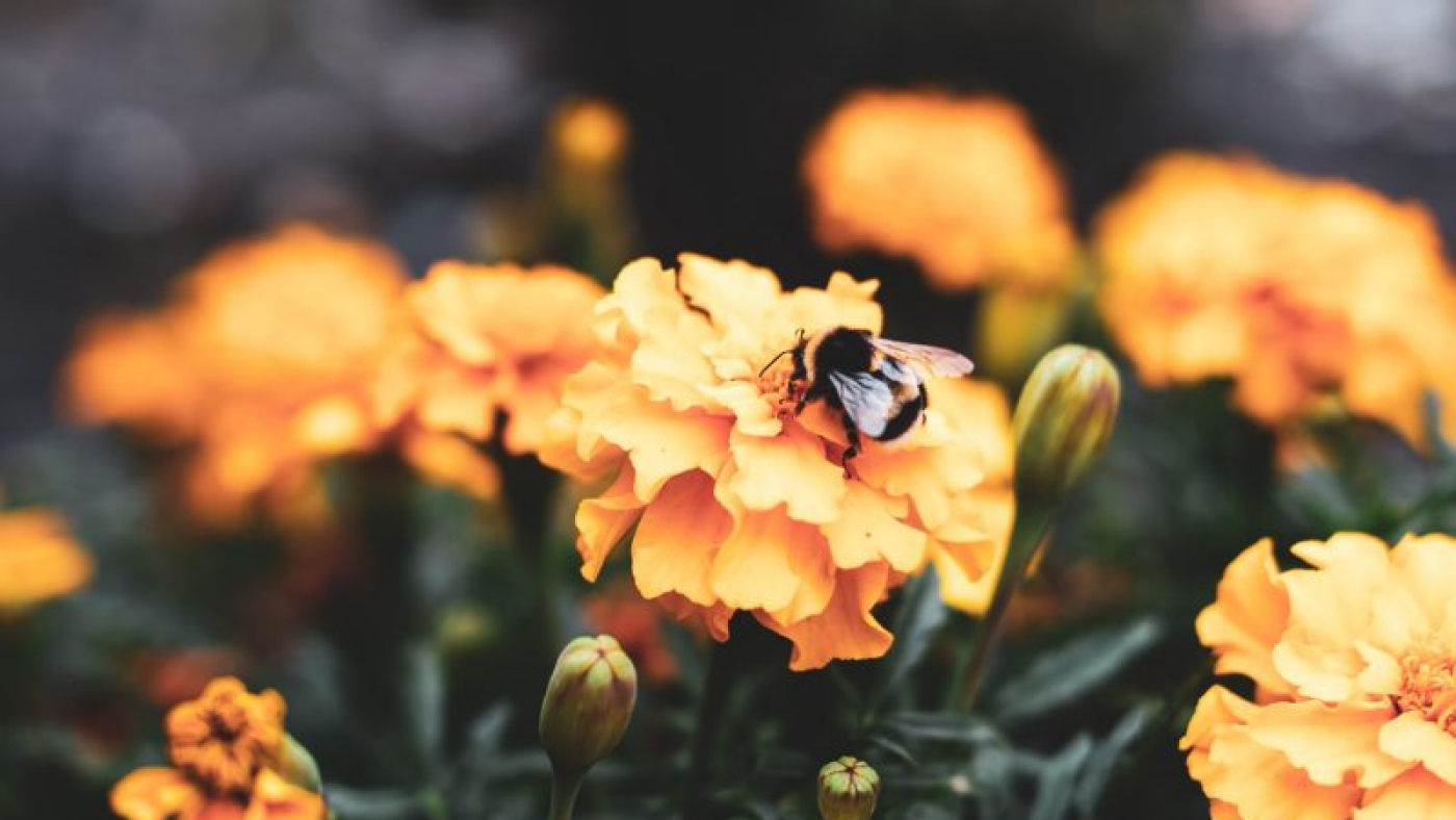 oxa-roxa-bnFuB--1lE4-unsplash