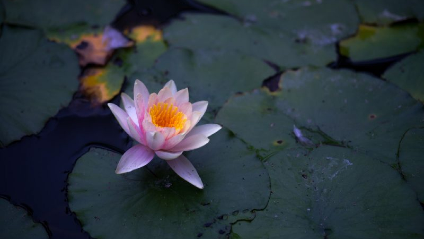 ijaz-rafi-zrlMJyijims-unsplash