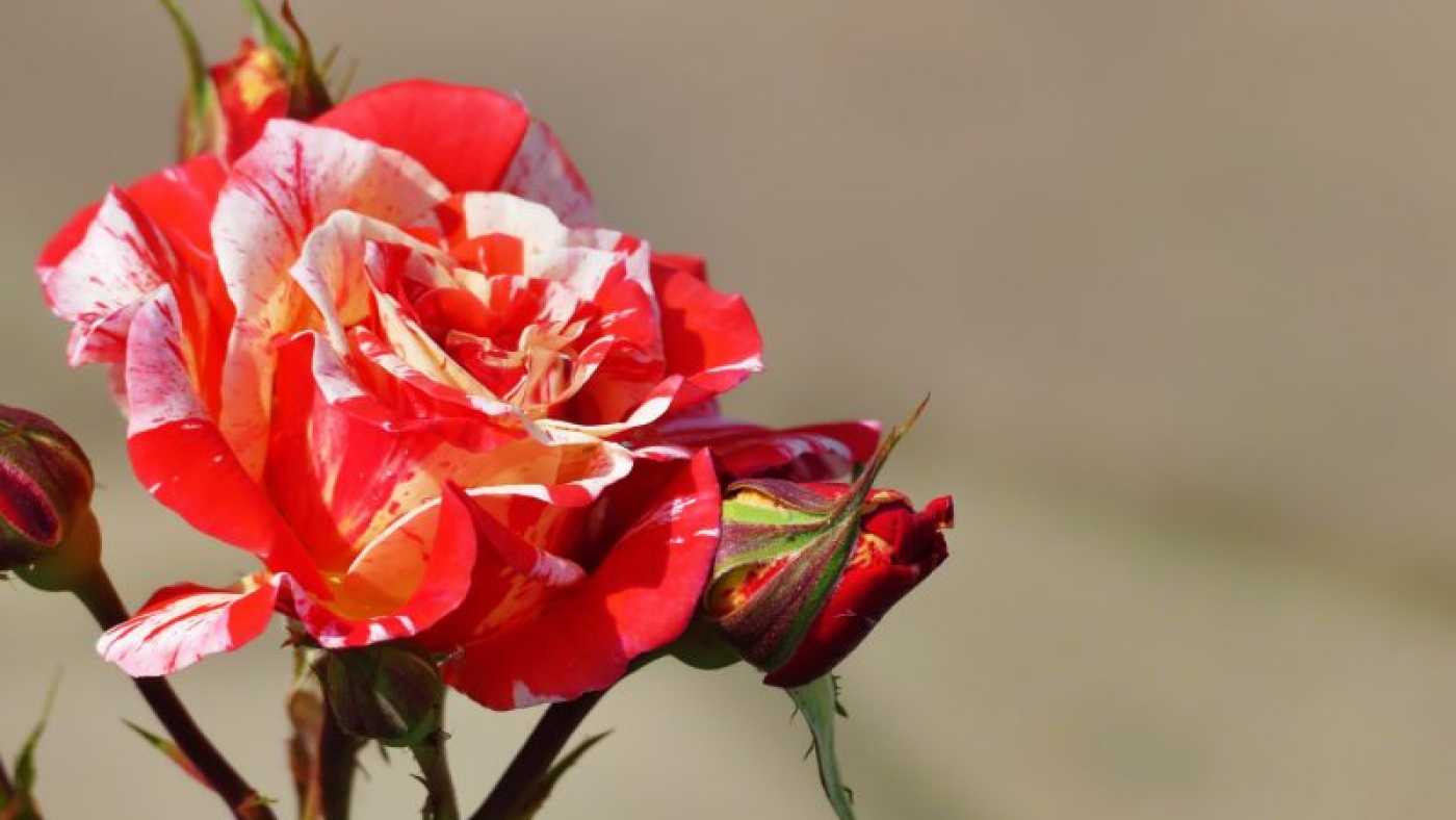beautiful-rare-black-dragon-hybrid-rose-red-white