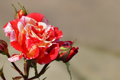 beautiful-rare-black-dragon-hybrid-rose-red-white
