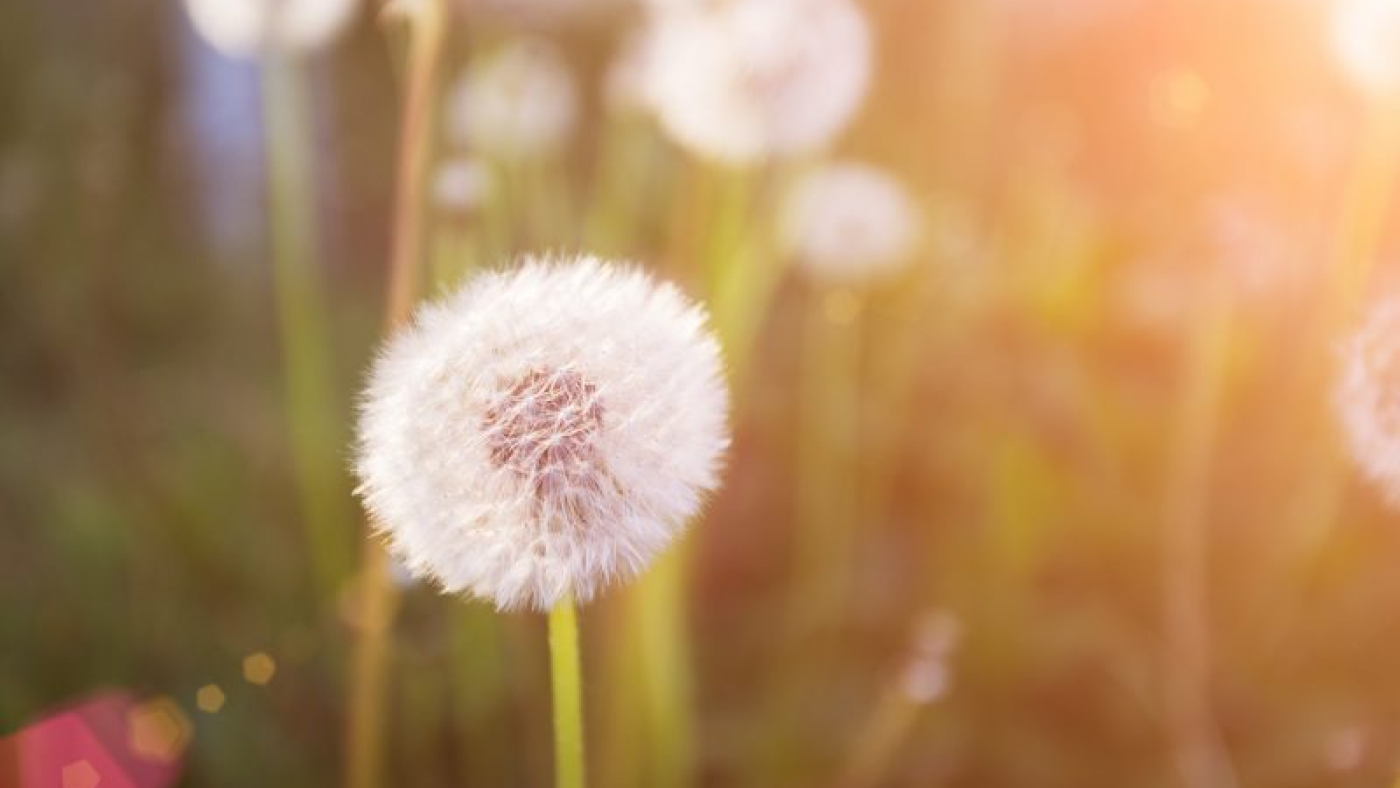 mengembangkandiri spring-flowers-beautiful-dandelions-in-green-grass-2021-08-26-16-35-09-utc