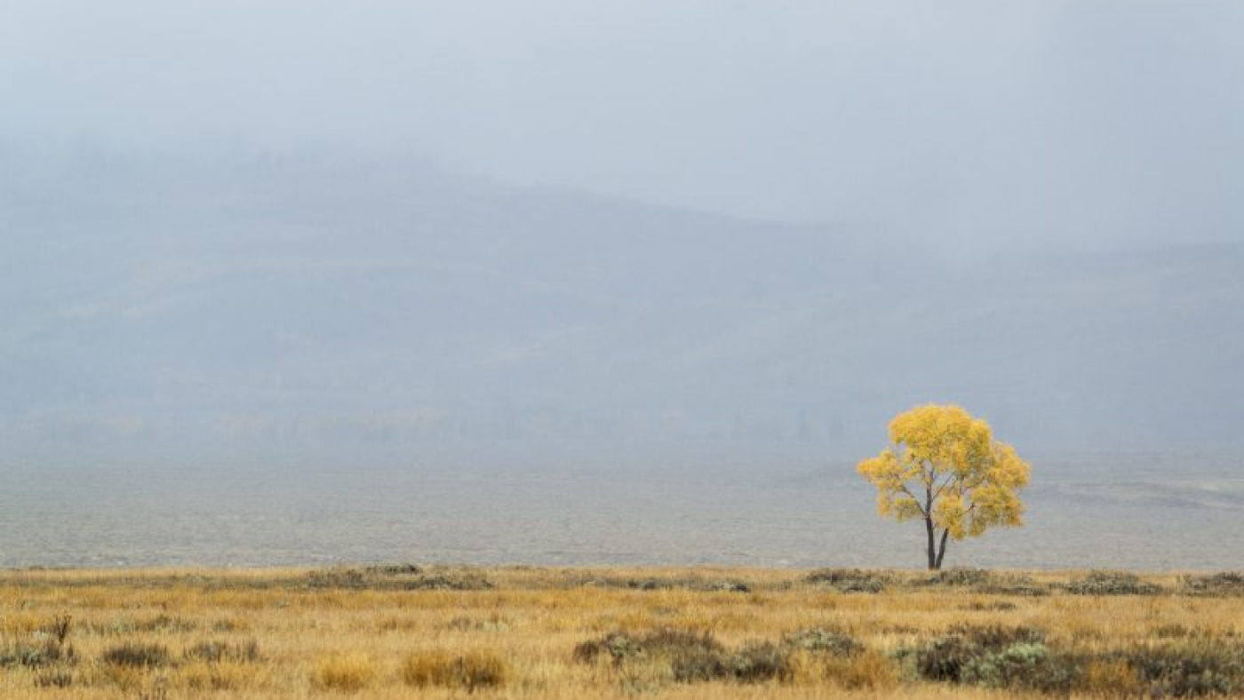 mengembangkandiri.com_a-single-tree-on-the-horizon-in-autumn-2022-03-04-02-27-39-utc