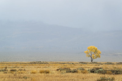 mengembangkandiri.com_a-single-tree-on-the-horizon-in-autumn-2022-03-04-02-27-39-utc