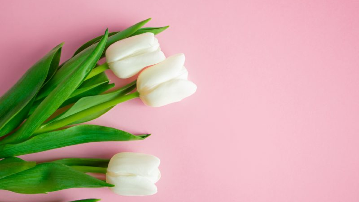 mengembangkandiri.com_fresh-white-tulips-on-pink-background-symbol-of-p-2022-03-18-00-27-24-utc