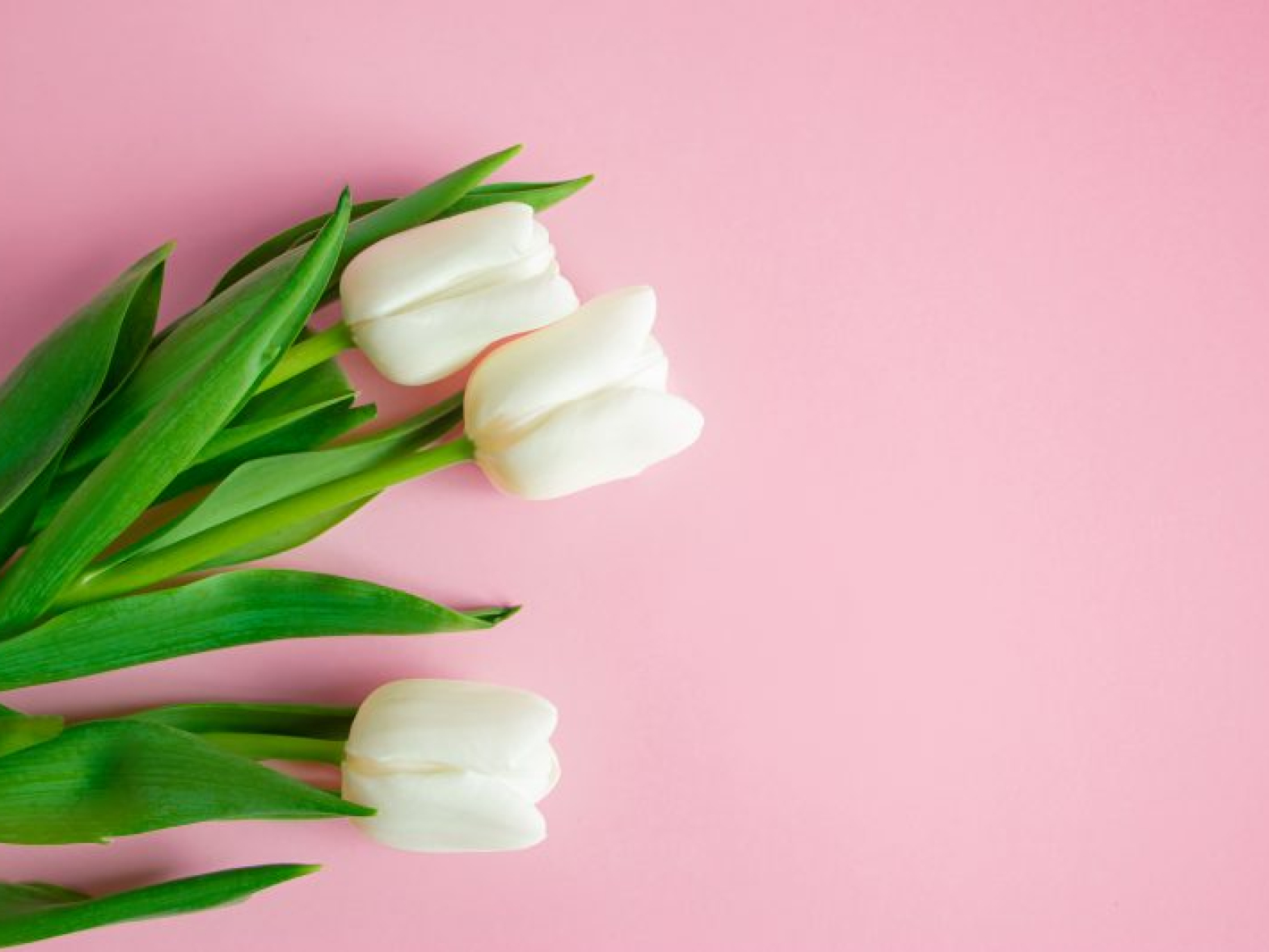 mengembangkandiri.com_fresh-white-tulips-on-pink-background-symbol-of-p-2022-03-18-00-27-24-utc